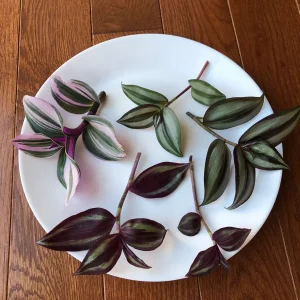 Tradescantia Nanouk & Wandering Jew Cuttings - 5 Live Cuttings Pack - Easy Care Indoor Vines - Image 7