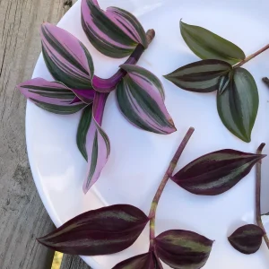 Tradescantia Nanouk & Wandering Jew Cuttings - 5 Live Cuttings Pack - Easy Care Indoor Vines - Image 8