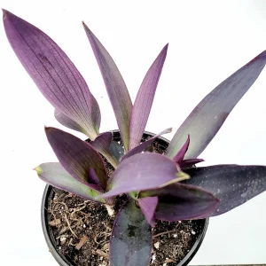 Tradescantia pallida 'Kartuz Giant' Purple Heart Succulent Live Plant - Image 4