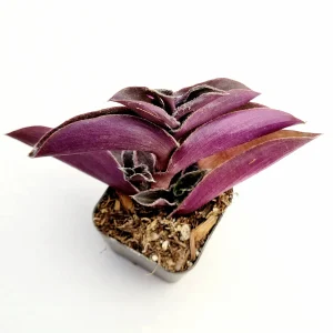 Tradescantia pallida 'Purple Heart' Wandering Dude Live Succulent Plant - Easy Care - Image 3