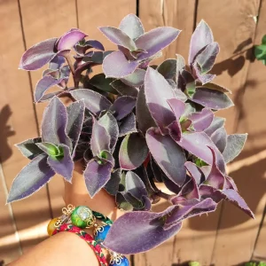 Tradescantia pallida 'Purple Heart' Wandering Dude Live Succulent Plant - Easy Care - Image 7