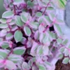 Tradescantia Pink Panther Live Plant - Variegated Wandering Jew Houseplant - Image 1