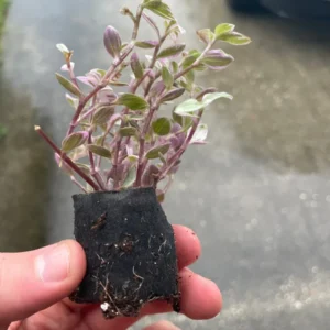 Tradescantia Pink Panther Live Plant - Variegated Wandering Jew Houseplant - Image 2