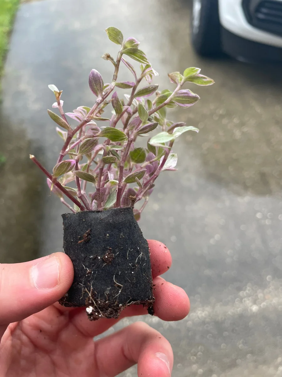 Tradescantia Pink Panther Live Plant - Variegated Wandering Jew Houseplant - Image 2