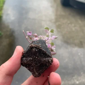 Tradescantia Pink Panther Live Plant - Variegated Wandering Jew Houseplant - Image 3