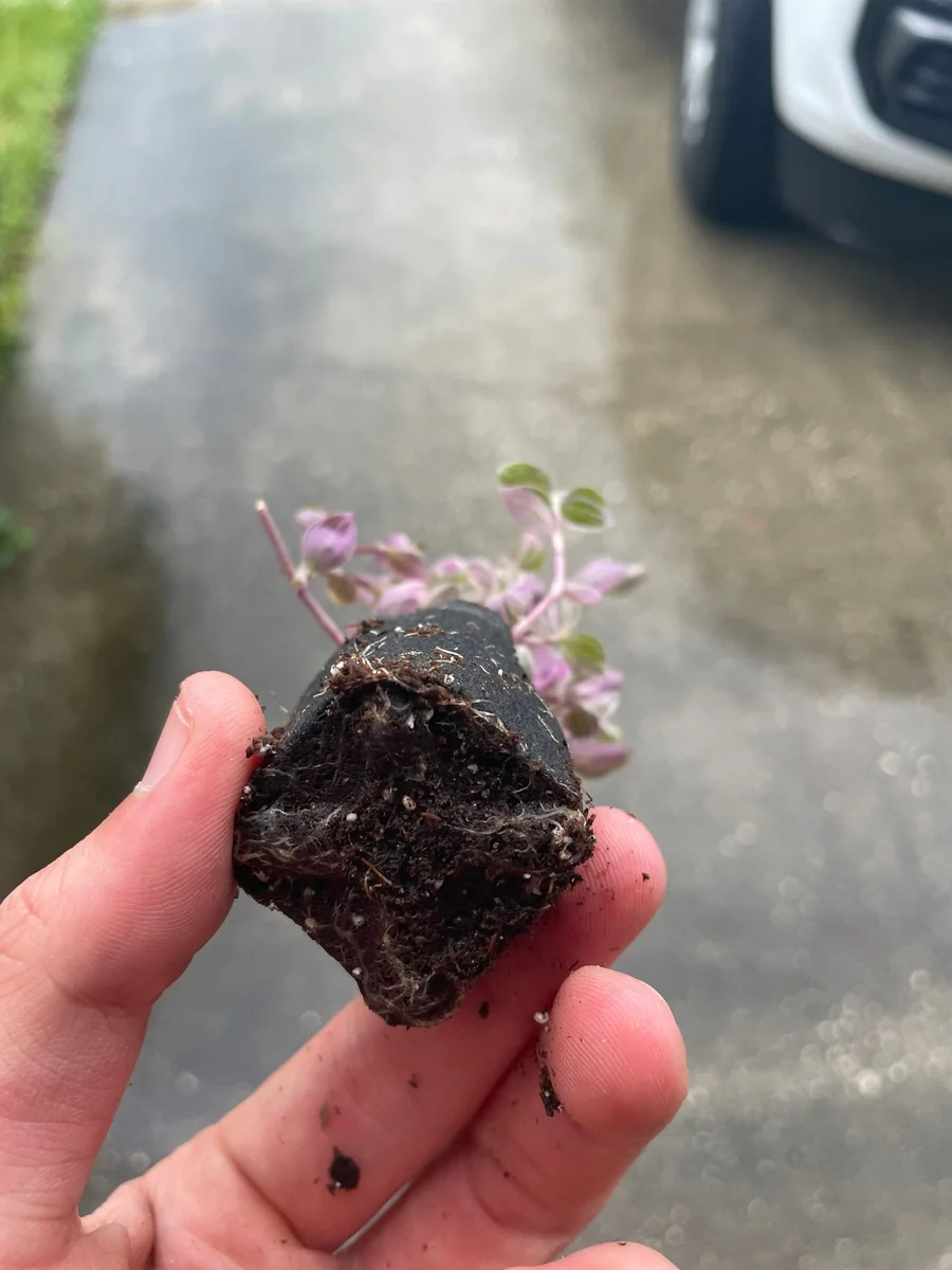 Tradescantia Pink Panther Live Plant - Variegated Wandering Jew Houseplant - Image 3