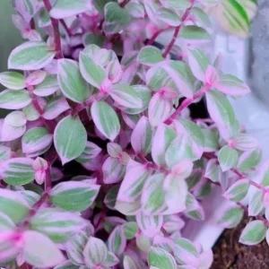 Tradescantia Pink Panther Live Plant - Variegated Wandering Jew Houseplant - Image 1