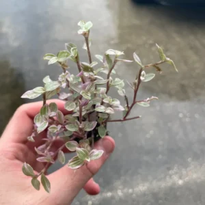 Tradescantia Pink Panther Live Plant - Variegated Wandering Jew Houseplant - Image 4