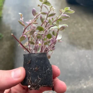 Tradescantia Pink Panther Live Plant - Variegated Wandering Jew Houseplant - Image 5