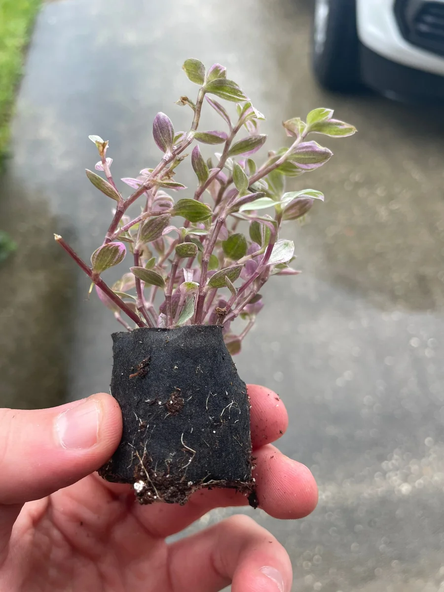 Tradescantia Pink Panther Live Plant - Variegated Wandering Jew Houseplant - Image 5