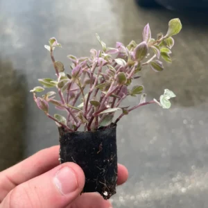 Tradescantia Pink Panther Live Plant - Variegated Wandering Jew Houseplant - Image 6