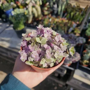 Tradescantia Pink Paradise Live Plant - 2 Inch Pot - Variegated Inch Plant - Image 4