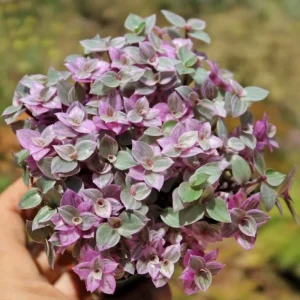 Tradescantia Pink Paradise Live Plant - 2 Inch Pot - Variegated Inch Plant - Image 1