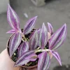 Tradescantia Pink Paradise Live Plant – 2in Pot – Purple Inch Plant – Indoor - Image 1