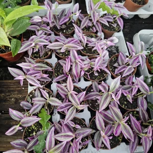 Tradescantia Pink Paradise Live Plant – 2in Pot – Purple Inch Plant – Indoor - Image 2