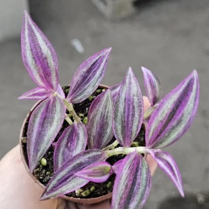 Tradescantia Pink Paradise Live Plant – 2in Pot – Purple Inch Plant – Indoor - Image 1