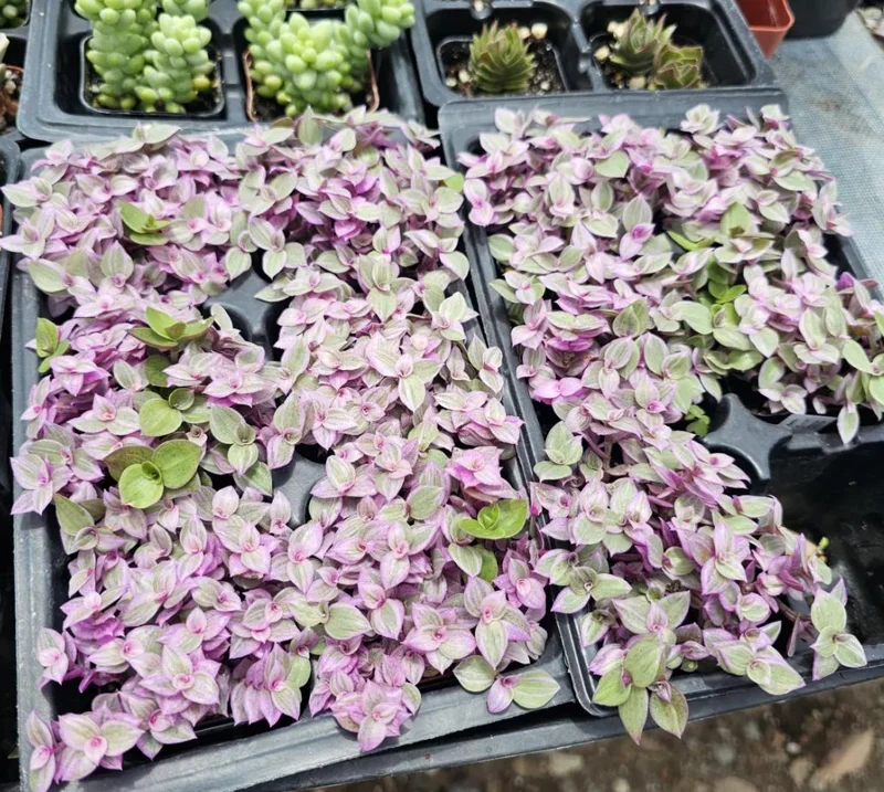 Tradescantia Pink Paradise Live Plant - 4" Pot Starter - Variegated Inch Plant Indoor Houseplant - Image 2