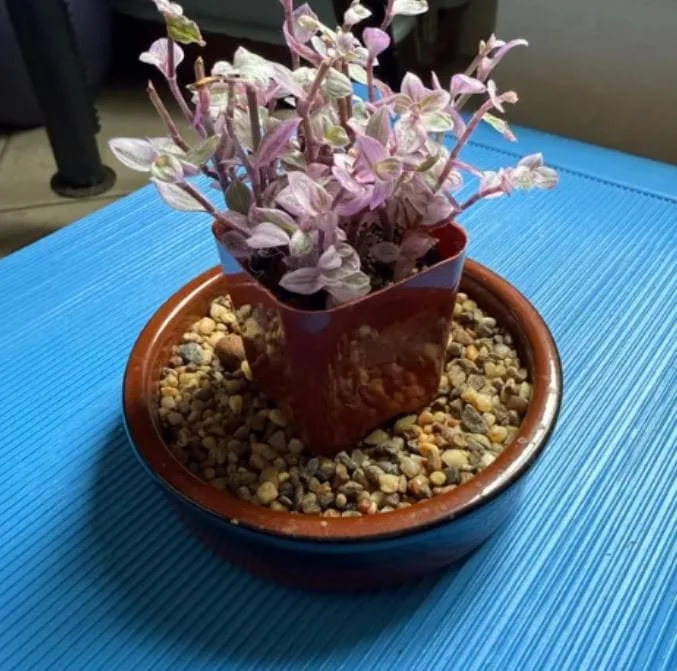 Tradescantia Pink Paradise Live Plant - 4" Pot Starter - Variegated Inch Plant Indoor Houseplant - Image 3