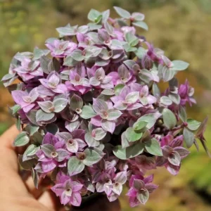 Tradescantia Pink Paradise Live Plant - 4" Pot Starter - Variegated Inch Plant Indoor Houseplant - Image 1