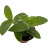 Tradescantia sillamontana Live Plant - Fuzzy Spiderwort, 2.5" Pot - Image 1