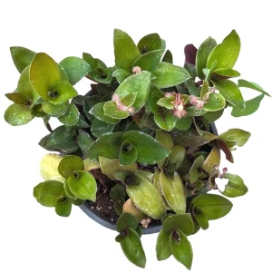 Tradescantia sillamontana Purple Haze Wandering Dude – Live Houseplant – Indoor - Image 1