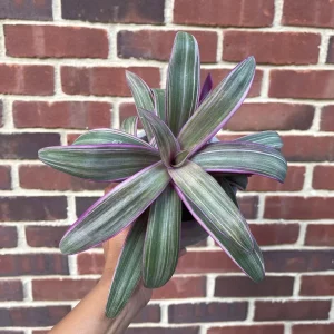 Tradescantia Spathacea Tricolor Live Plant - Moses in the Cradle Houseplant - Image 3