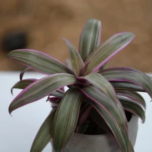 Tradescantia Spathacea Tricolor Live Plant - Moses in the Cradle Houseplant - Image 5