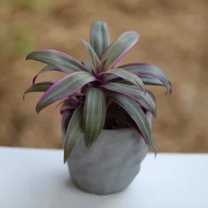 Tradescantia Spathacea Tricolor Live Plant - Moses in the Cradle Houseplant - Image 8