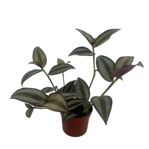 Tradescantia Sterling Silver Live Plant - Purple & Silver, 2.5
