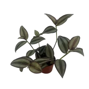 Tradescantia Sterling Silver Live Plant - Purple & Silver, 2.5