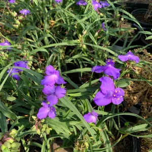 Tradescantia Virginia Purple Spiderwort Live Plant – 1 ft Tall in 6