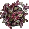 Tradescantia Zebrina Evanesce Live Plant - Wandering Dude Houseplant Indoor - Image 1