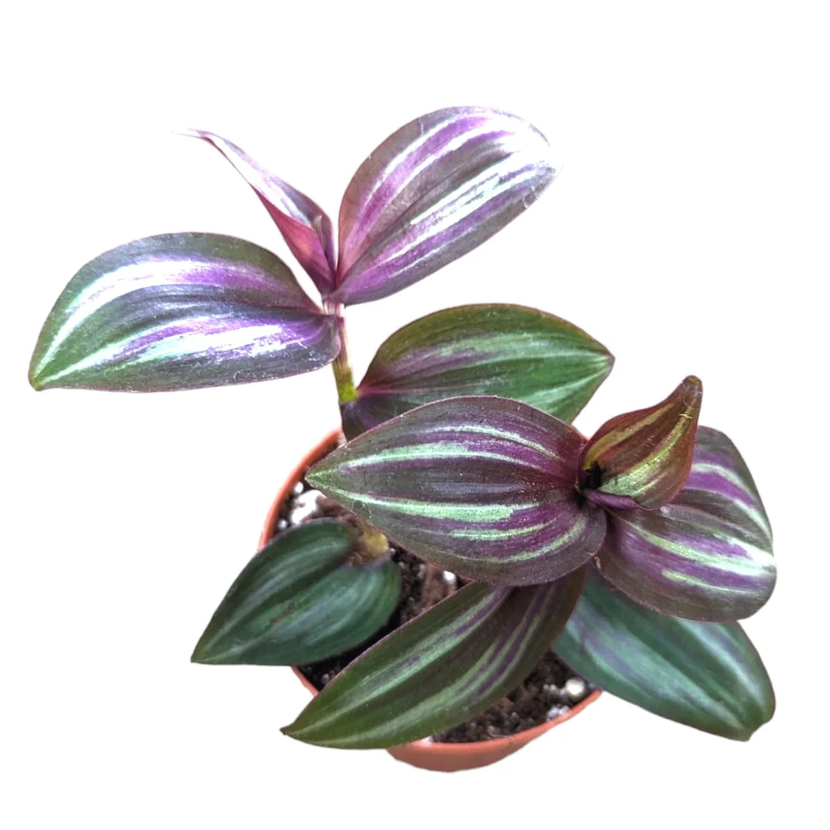 Tradescantia Zebrina Evanesce Live Plant - Wandering Dude Houseplant Indoor - Image 2