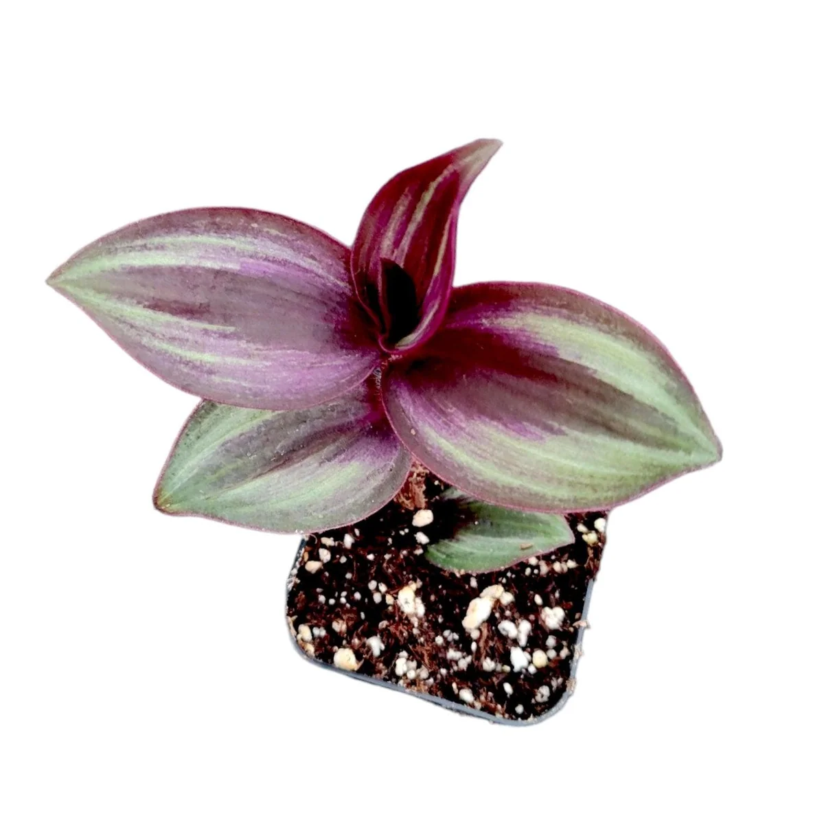 Tradescantia Zebrina Evanesce Live Plant - Wandering Dude Houseplant Indoor - Image 3