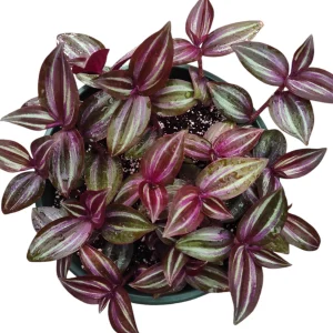 Tradescantia Zebrina Evanesce Live Plant - Wandering Dude Houseplant Indoor - Image 1