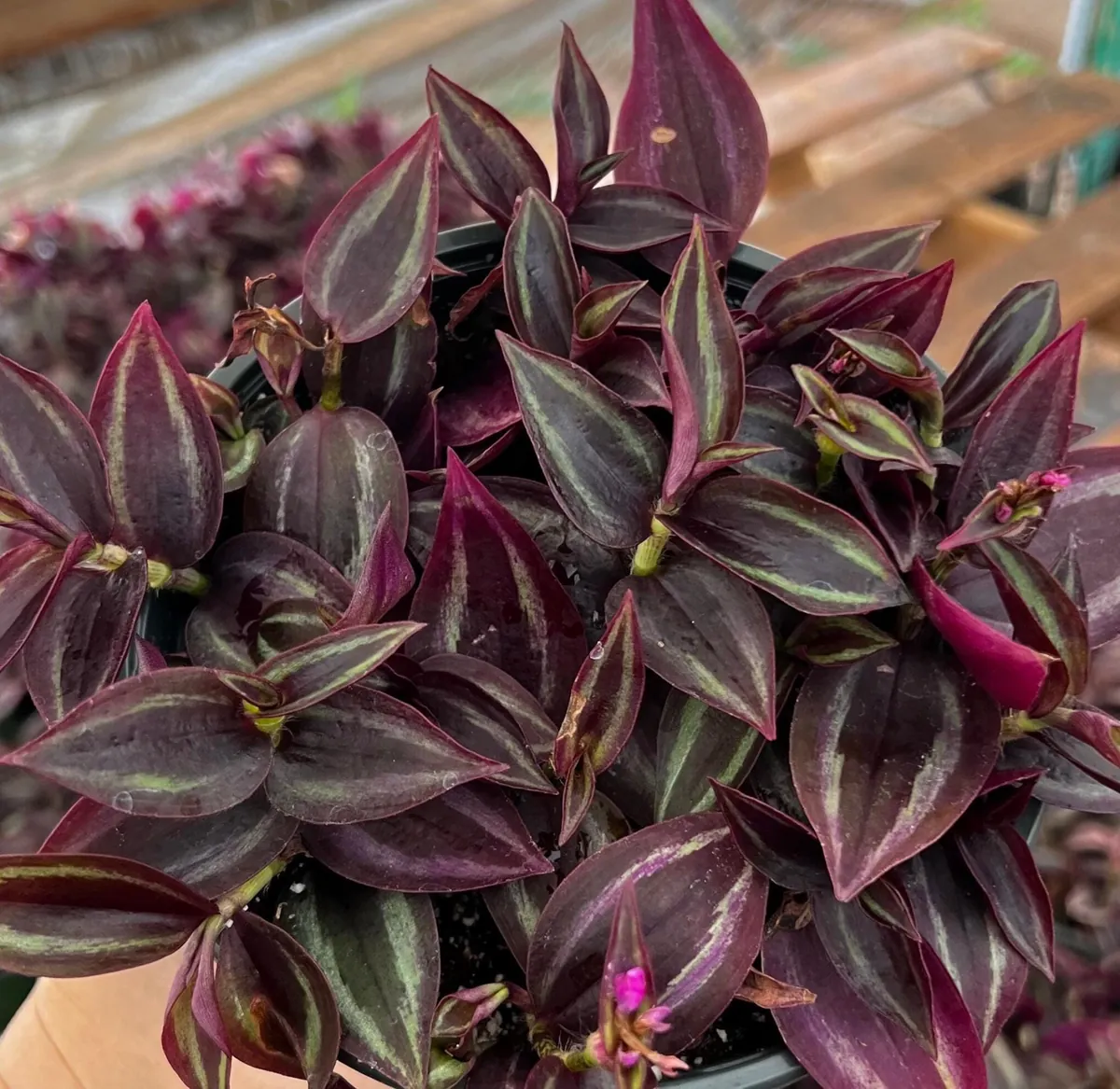 Tradescantia Zebrina Live Plant – Purple Inch Plant – Rare Houseplant in 2, 4, 6 inch pot - Image 3