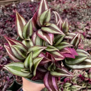 Tradescantia Zebrina Live Plant – Purple Inch Plant – Rare Houseplant in 2, 4, 6 inch pot - Image 1
