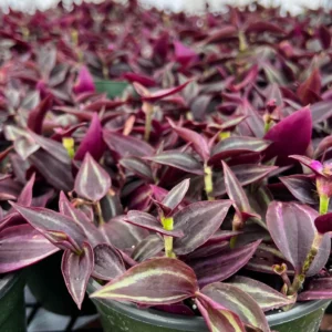 Tradescantia Zebrina Live Plant – Purple Inch Plant – Rare Houseplant in 2, 4, 6 inch pot - Image 4
