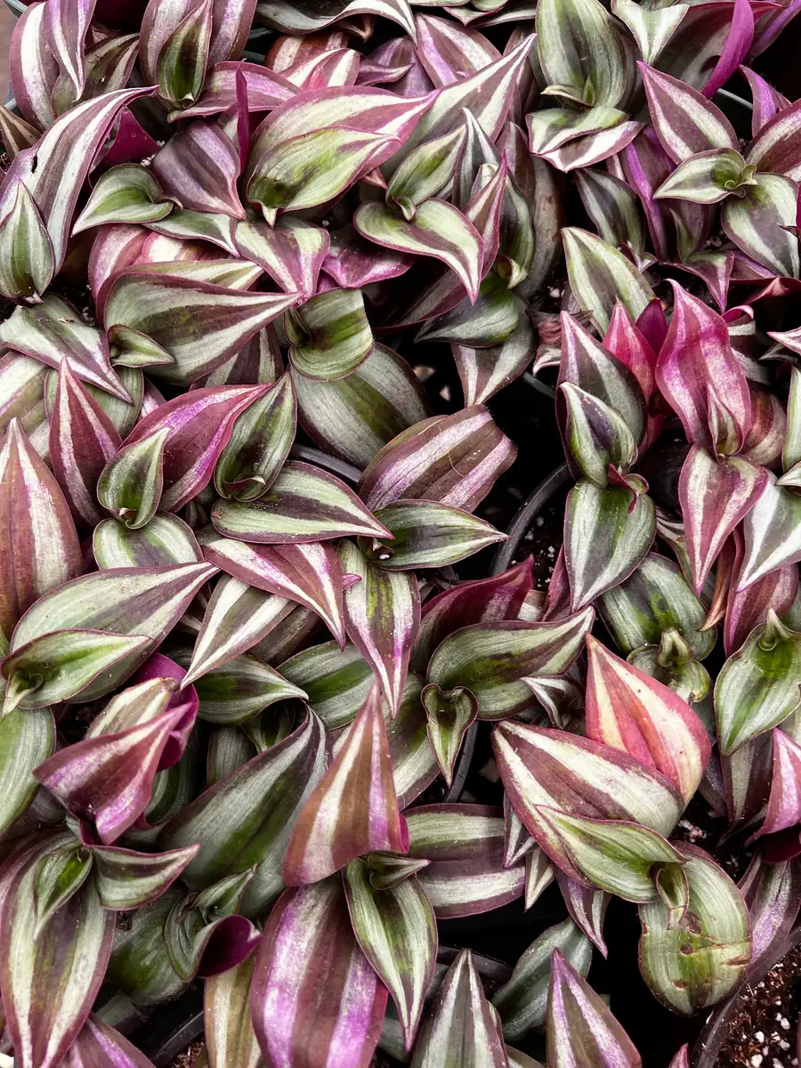 Tradescantia Zebrina Live Plant – Purple Inch Plant – Rare Houseplant in 2, 4, 6 inch pot - Image 5