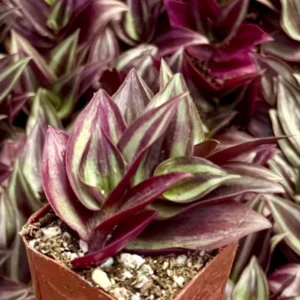 Tradescantia Zebrina Live Plant – Purple Inch Plant – Rare Houseplant in 2, 4, 6 inch pot - Image 6