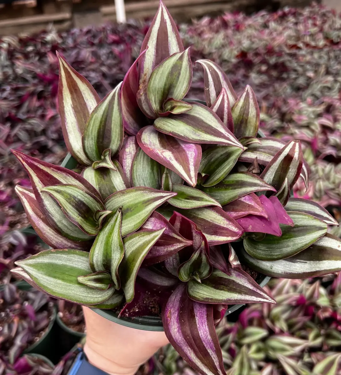 Tradescantia Zebrina Live Plant – Purple Inch Plant – Rare Houseplant in 2, 4, 6 inch pot - Image 1