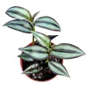 Tradescantia Zebrina Superba Live Plant – Wandering Dude Houseplant – Vibrant Purple Foliage – Indoor - Image 1
