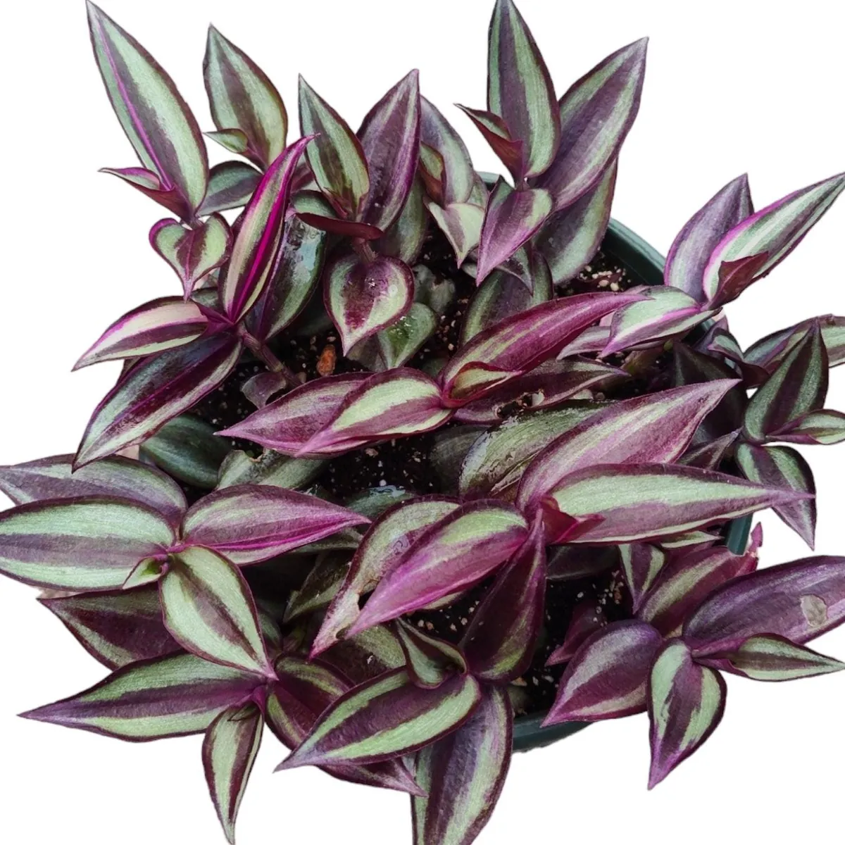 Tradescantia Zebrina Superba Live Plant – Wandering Dude Houseplant – Vibrant Purple Foliage – Indoor - Image 3