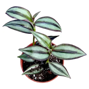 Tradescantia Zebrina Superba Live Plant – Wandering Dude Houseplant – Vibrant Purple Foliage – Indoor - Image 1