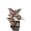 Tradescantia Zebrina Variegata Live Plant - Potted Houseplant - Image 1