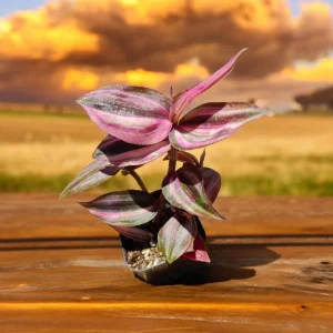 Tradescantia Zebrina Variegata Live Plant - Potted Houseplant - Image 2