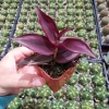 Tradescantia zebrina Violet Wandering Dude Live Houseplant - Indoor Plant - Image 1