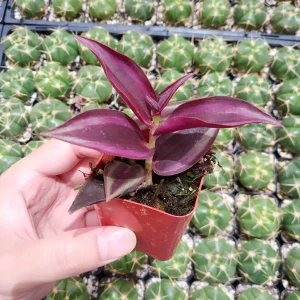 Tradescantia zebrina Violet Wandering Dude Live Houseplant - Indoor Plant - Image 2