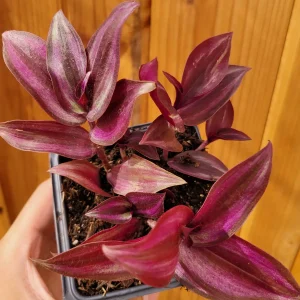 Tradescantia zebrina Violet Wandering Dude Live Houseplant - Indoor Plant - Image 5