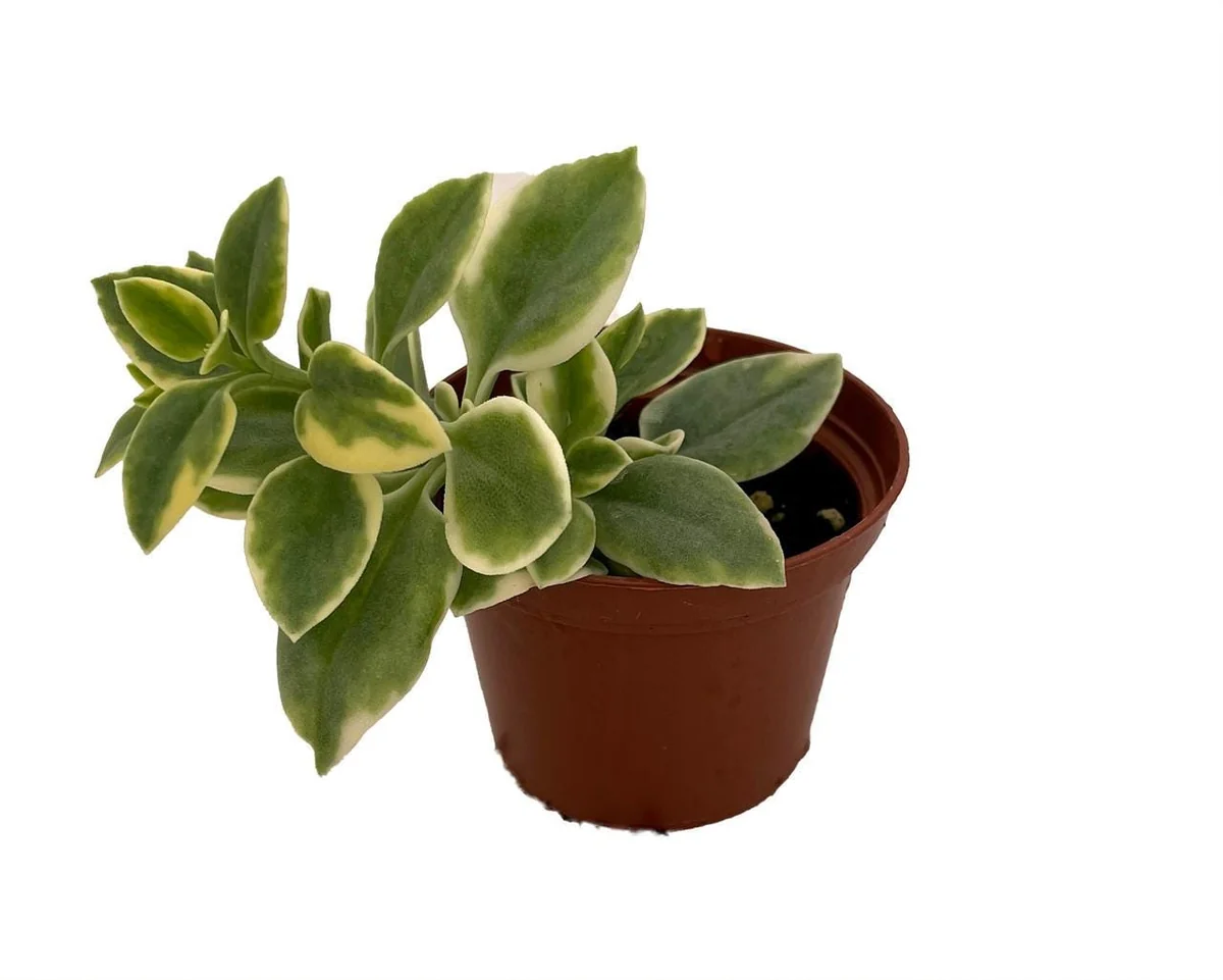 Trailing Ice Plant Live Succulent - Dorotheanthus bellidiformis - 2.5" Pot - Indoor/Outdoor - Image 2